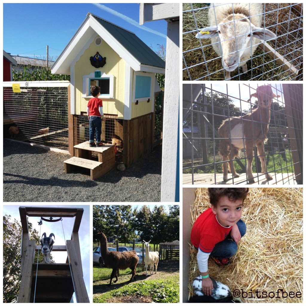 Taves Farm - Animals