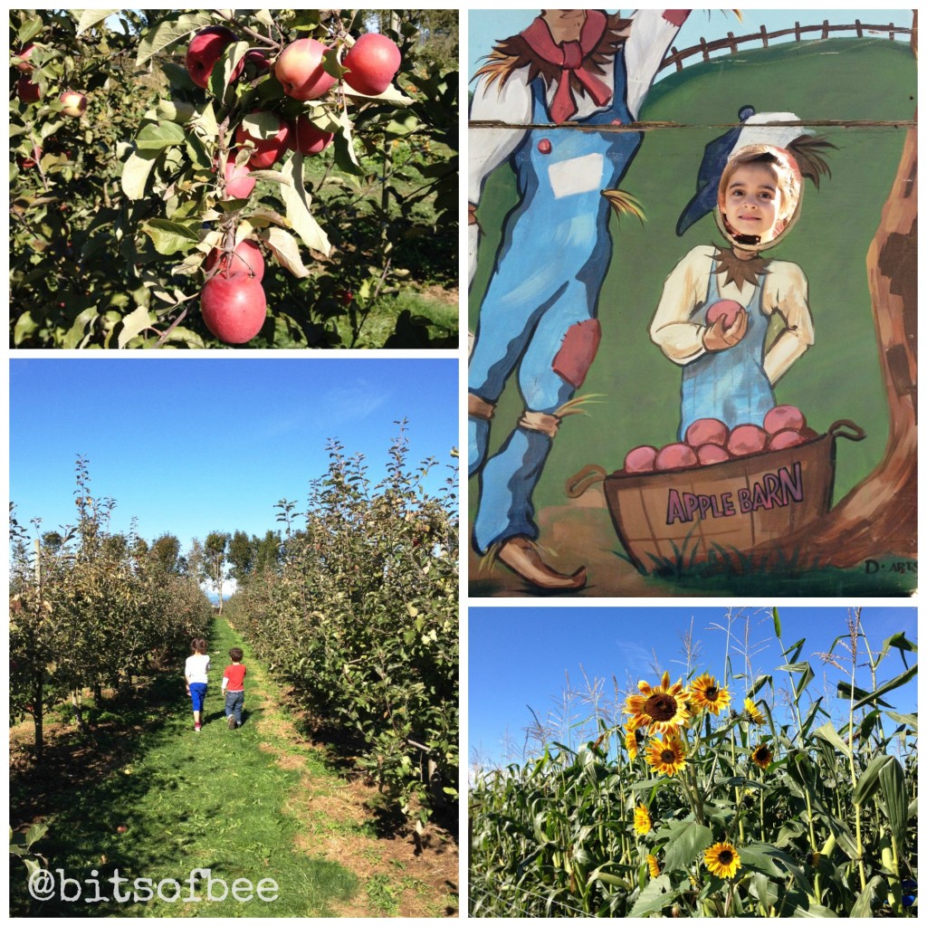 Taves Farm - Apple Picking