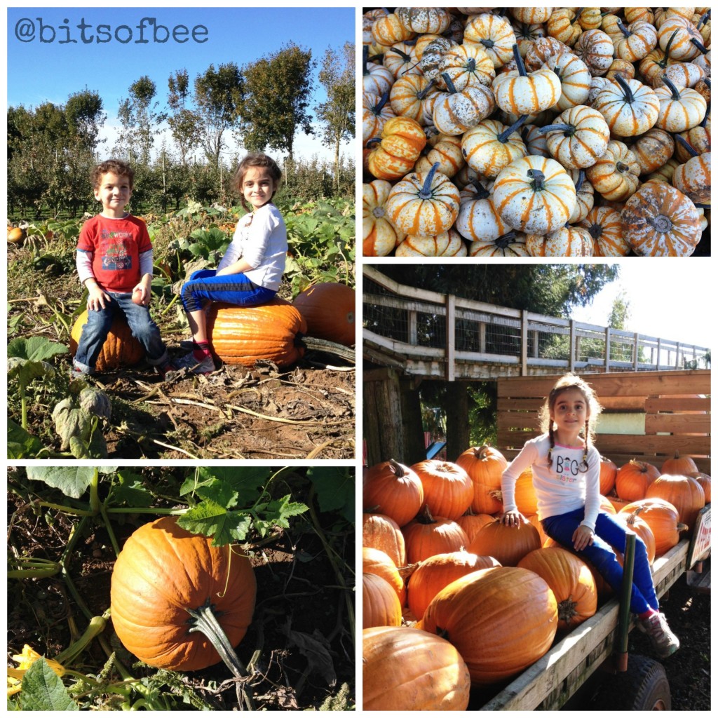 Taves Farm - Pumpkin Patch