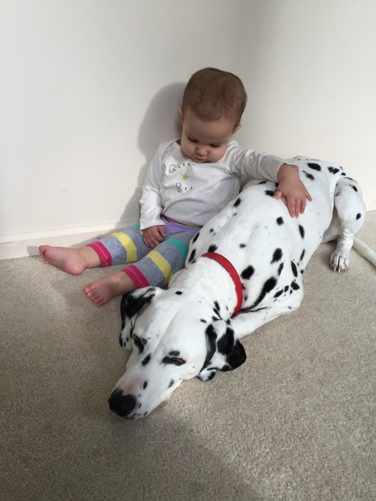 Dalmations good with store kids