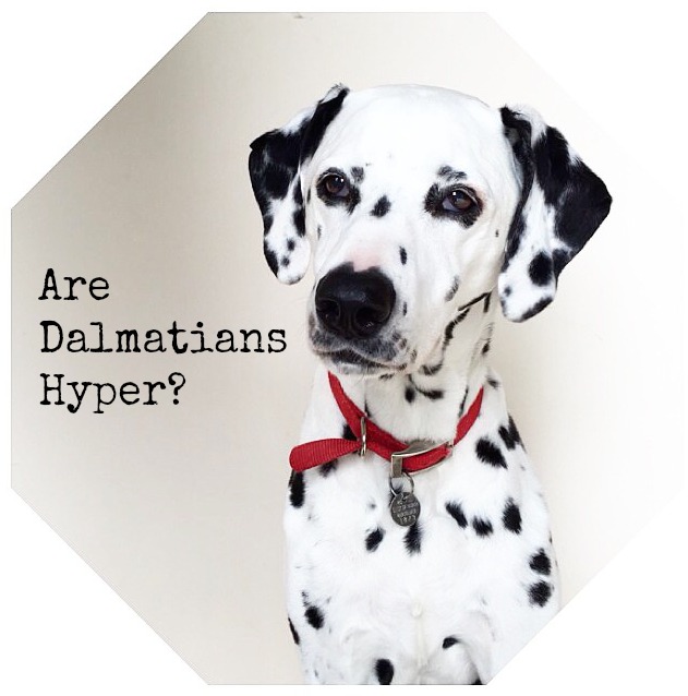 why is my dalmatian so hyper?