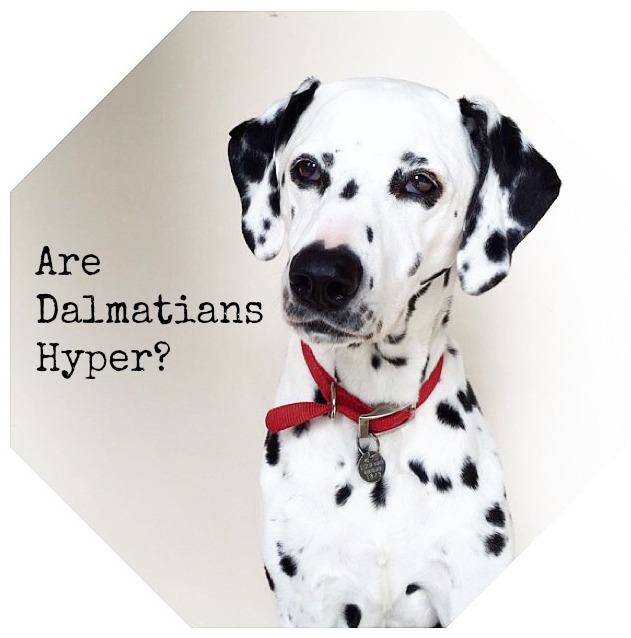 Dalmatians