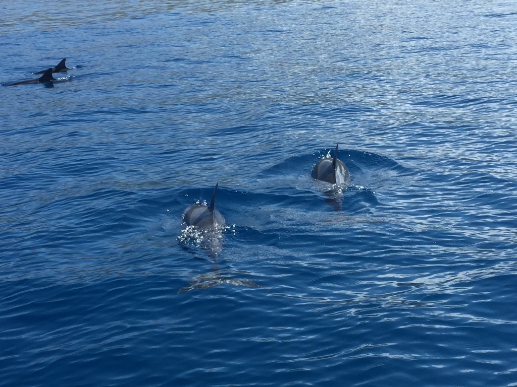 Dolphins